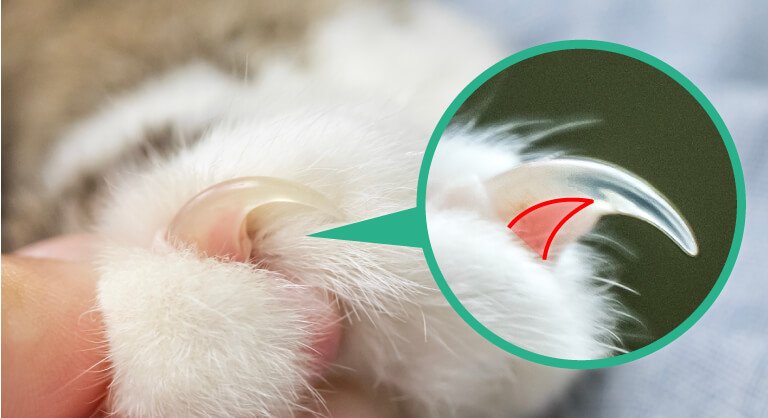 クイック(quick)=神経と血管 爪の内側の根元に見えるピンク色の部分